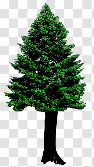 Christmas Tree Transparent PNG