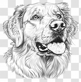 Dog Outline - Detailed Dog Portrait Drawing Transparent PNG