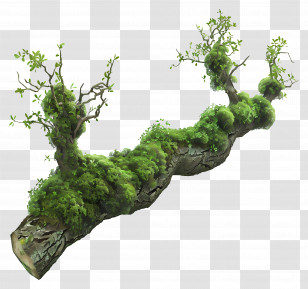 Tree Branch Moss - Mossy Tree Branch With Leaves Transparent PNG