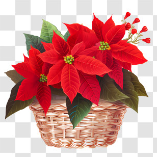Poinsettia - Festive Red Poinsettia Flower Basket Transparent PNG