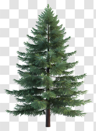 Pine Tree - Tall Green Pine Tree Transparent PNG