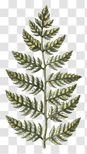 Fern Leaf - Green Fern Leaf In A Detailed Artistic Design Transparent PNG
