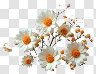 Floral Pattern Background - Beautiful White Daisies With Orange Centers Transparent PNG