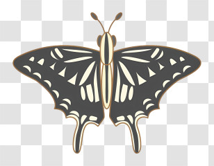 Butterfly - Black And White Butterfly Transparent PNG