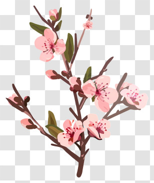 Peach Blossom - Cherry Blossom Branch With Pink Flowers Transparent PNG