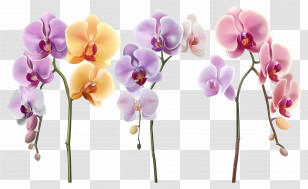 Orchid Flower - Colorful Orchid Flower Stems Transparent PNG