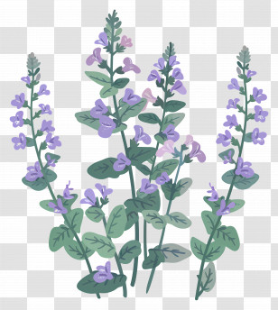 Catmint - Purple Herb Flower Stems Illustration Transparent PNG