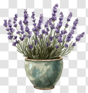Lavender In Pot - Lavender Plant In Ceramic Pot Transparent PNG