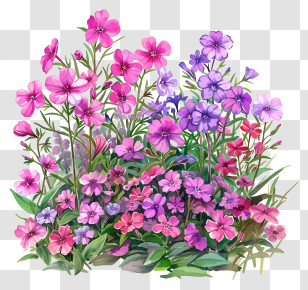 Phlox Flower Bed - Colorful Flowers In Full Bloom Transparent PNG