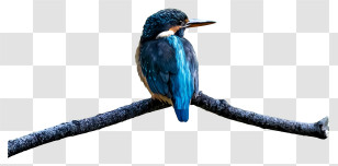 Blue And White Bird - Blue Bird Perching On Branch Transparent PNG