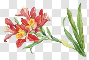 Painting - Red Flowers And Leaves Illustration Transparent PNG