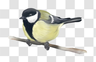Cartoon - Yellow Great Tit Bird Illustration Transparent PNG