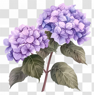 Purple Hydrangea - Purple Hydrangea Flower Illustration Transparent PNG