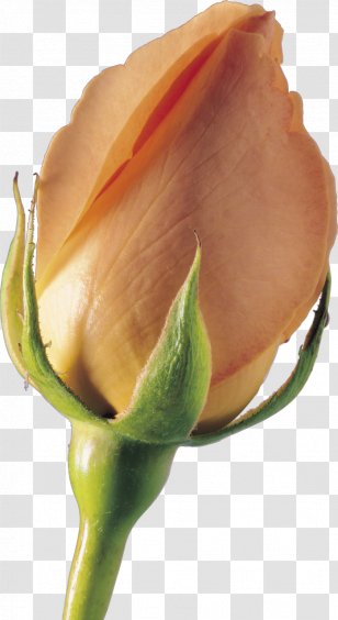 Garden Roses Bud Plant Stem Petal Close-up - Closeup - Rose Transparent PNG