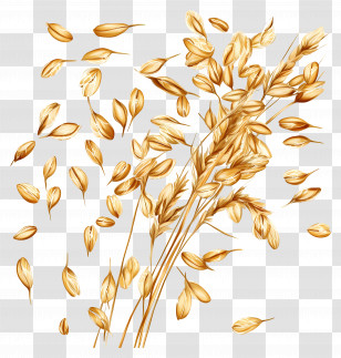 Oats - Golden Wheat Illustration For Harvest Season Transparent PNG