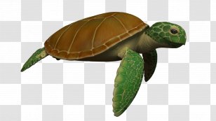 Sea Turtle Crush Finding Nemo Clip Art Film Transparent Png