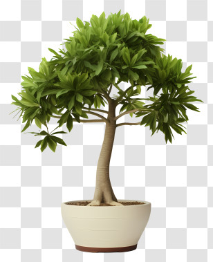 Bonsai Tree - Bonsai Plant In Elegant Pot Transparent PNG