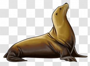 Sea Lion Walrus Marine Mammal Animal - Harbor Seal Transparent PNG
