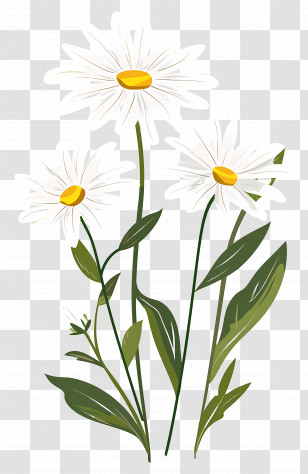Flowers Daisy - Beautiful Daisy Flowers Illustration Transparent PNG