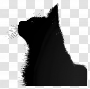 Cat Silhouette - Black Cat Silhouette Illustration Transparent PNG