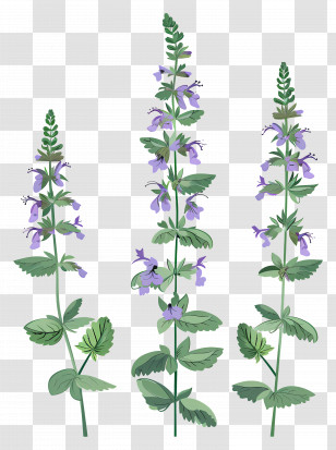 Catmint - Elegant Purple Flowers And Green Stems Transparent PNG