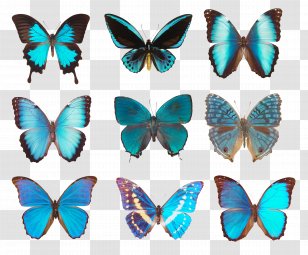 Butterfly Photography Transparent PNG