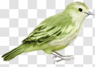 Bird House Sparrow Moineau Vecteur - Wildlife - Green Creative Material Free To Pull Transparent PNG