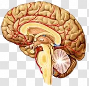 Human Brain Agy Structure Nervous System - Watercolor Transparent PNG