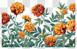 Marigold Flowers - Vibrant Marigold Flowers With Green Foliage Transparent PNG