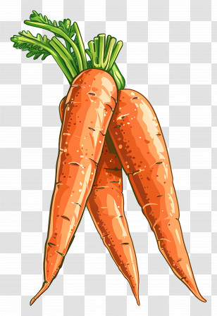 Bunch Of Fresh Carrots - Illustration Of Fresh Bunch Of Carrots Transparent PNG