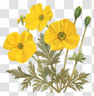 Primrose Flower - Yellow Poppy Flowers Illustration Transparent PNG