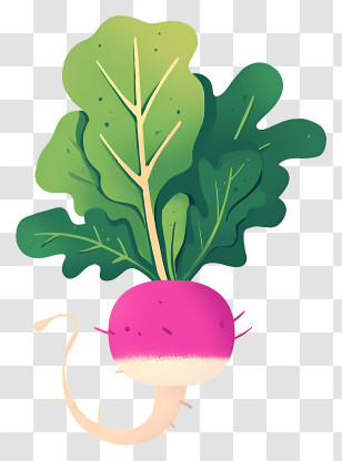 Cartoon Radish - Radish With Leaves Illustration Transparent PNG