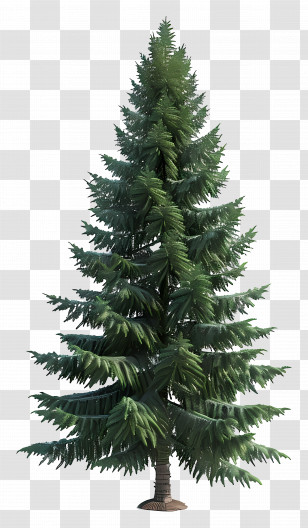 Evergreen Tree - Traditional Green Christmas Tree Transparent PNG