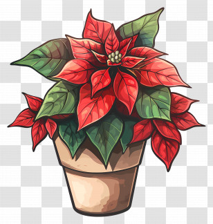 Poinsettia - Festive Red Poinsettia Plant In Pot Transparent PNG