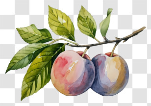 Cartoon - Realistic Illustration Of Ripe Plums On Branch Transparent PNG