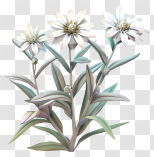 Edelweiss - White Flowers In Bloom Transparent PNG