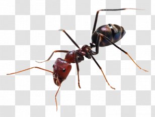 Ant Insect Western Honey Bee Hymenopterans Transparent PNG
