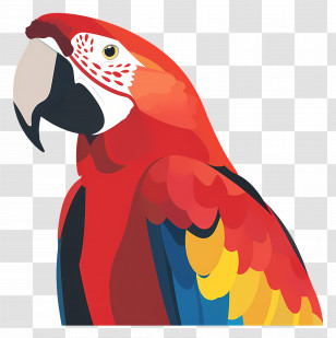 Macaw - Colorful Parrot Illustration Transparent PNG