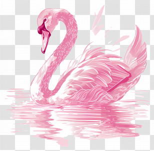 Pink Swan - Pink Swan With Water Reflection Illustration Transparent PNG