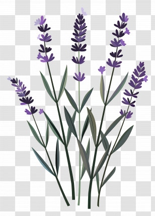 Lavender Plant - Lavender Flower Stems Illustration Transparent PNG