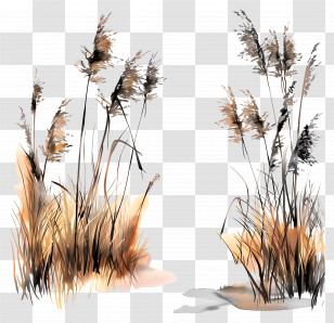Reed - Dry Grass And Reeds In The Field Transparent PNG