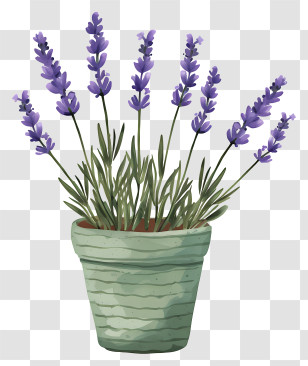 Lavender In Pot - Lavender Plant Pot Illustration Transparent PNG