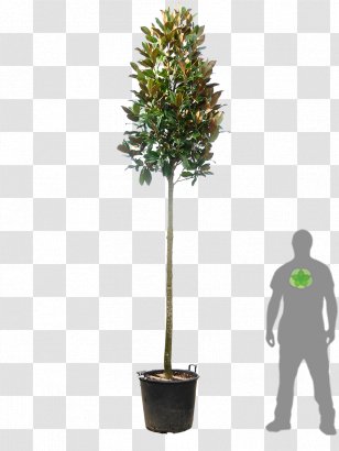 Tree Evergreen Southern Magnolia Red Tip Photinia Hedge Transparent PNG