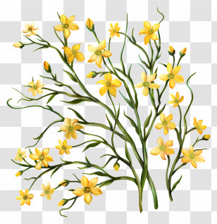 Yellow Flowers - Yellow Floral Branches Illustration Transparent PNG