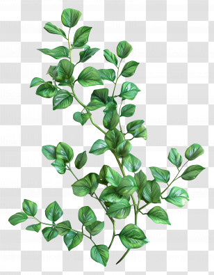 Coriander Leaves - Green Leafy Plant Branch Transparent PNG