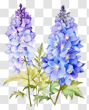 Watercolor Delphinium Flower - Beautiful Blue And Purple Delphinium Flowers Transparent PNG