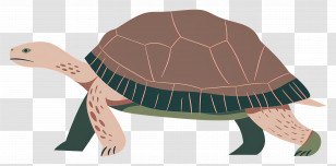 Cartoon Turtle - Illustrated Walking Tortoise With Shell Details Transparent PNG
