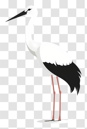 White Stork - Elegant Stork Bird Illustration Transparent PNG