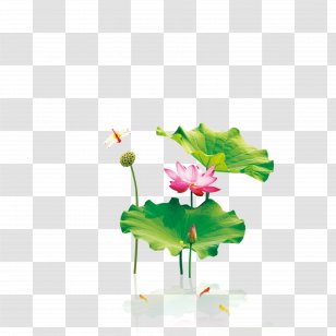 Ink Wash Painting Chinoiserie Nelumbo Nucifera - Watercolor - Lotus Transparent PNG