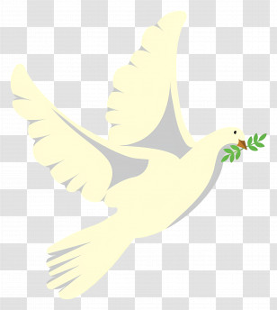 Dove - White Dove With Olive Branch Peace Symbol Transparent PNG